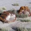 Petrified Forest