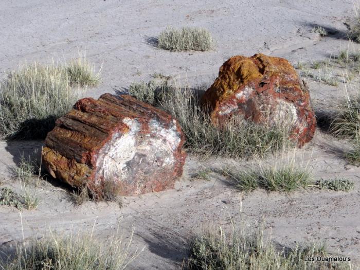 Petrified Forest