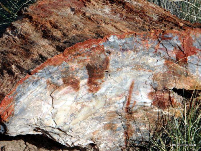 Petrified Forest