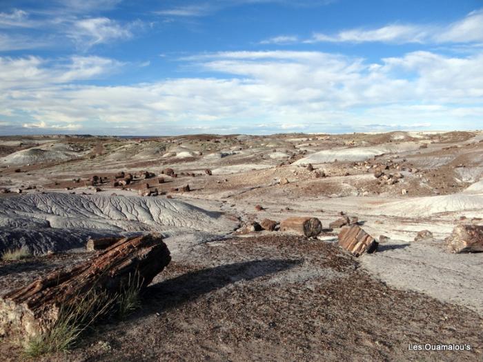 Petrified Forest