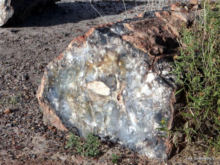 Petrified Forest