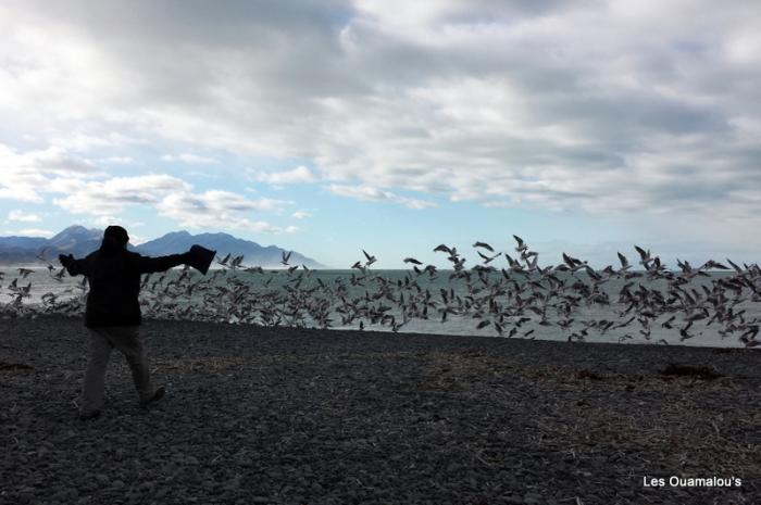 Kaikoura