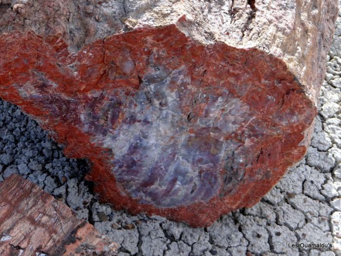 Petrified Forest