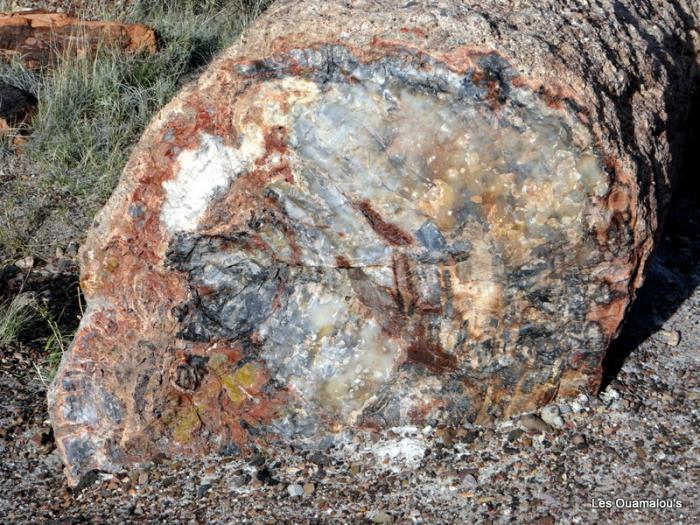 Petrified Forest