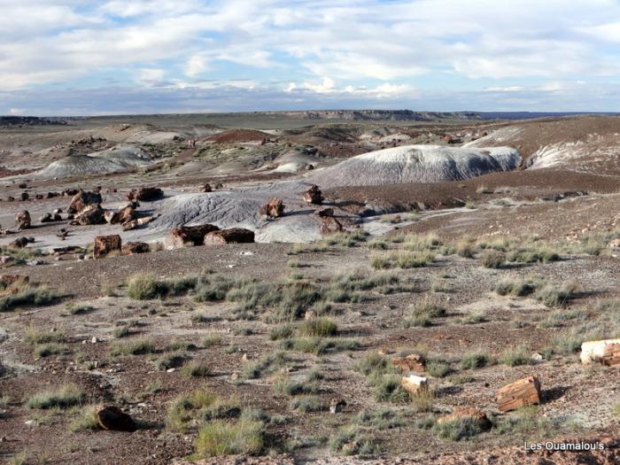 Petrified Forest