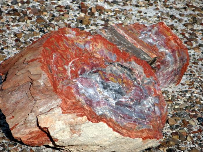 Petrified Forest