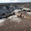 Petrified Forest