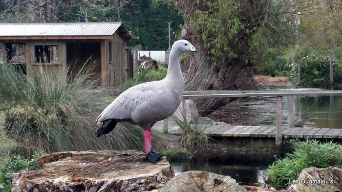 Zoo de Christchurch