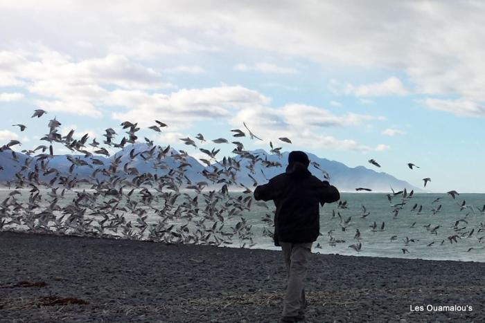 Kaikoura