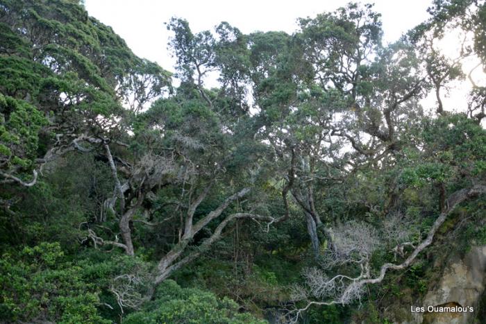 Cathedral Cove