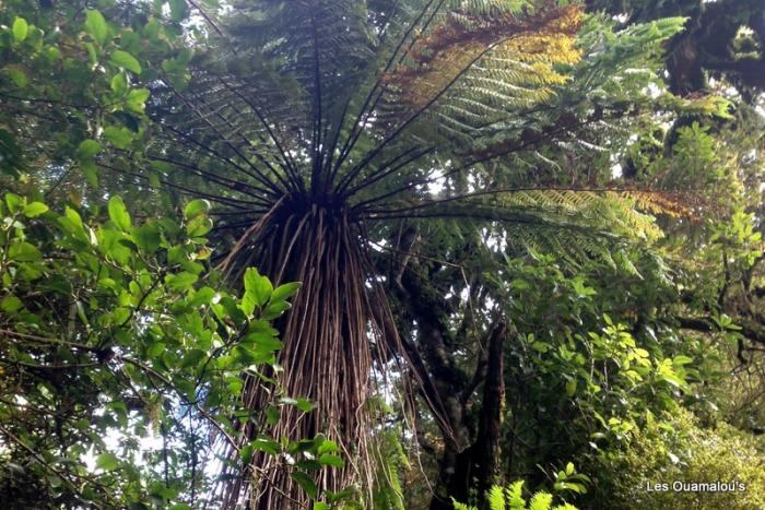 Egmont National Park