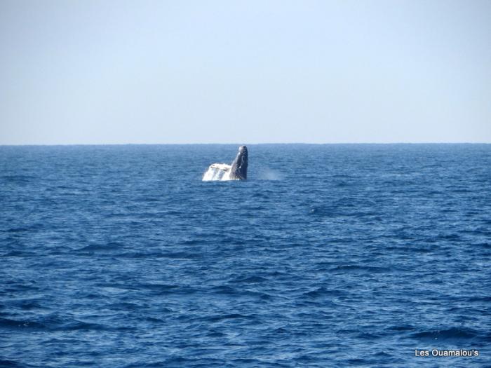 Encore des baleines au loin
