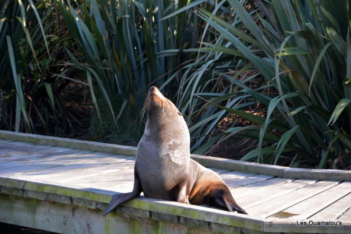 Kaikoura