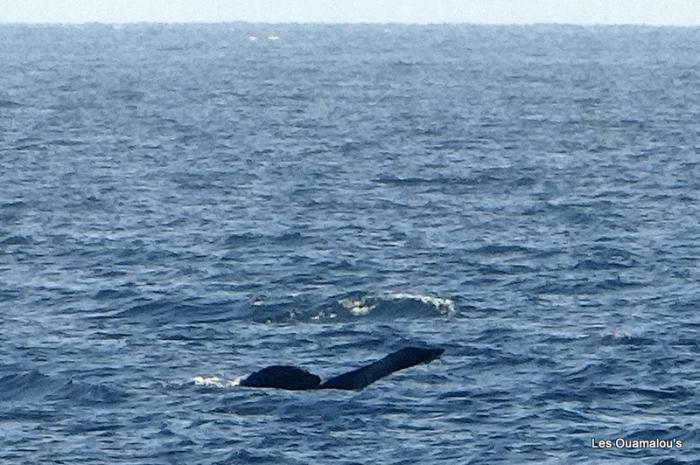Encore des baleines au loin