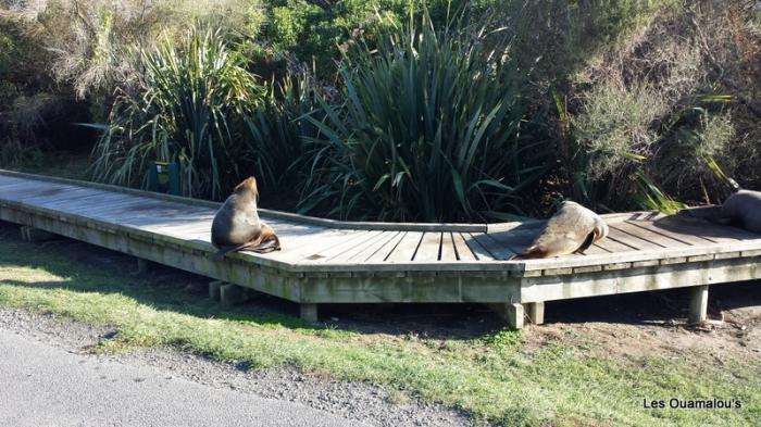 Kaikoura