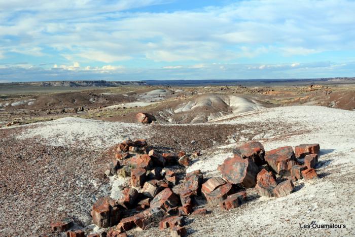 Petrified Forest