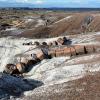 Petrified Forest