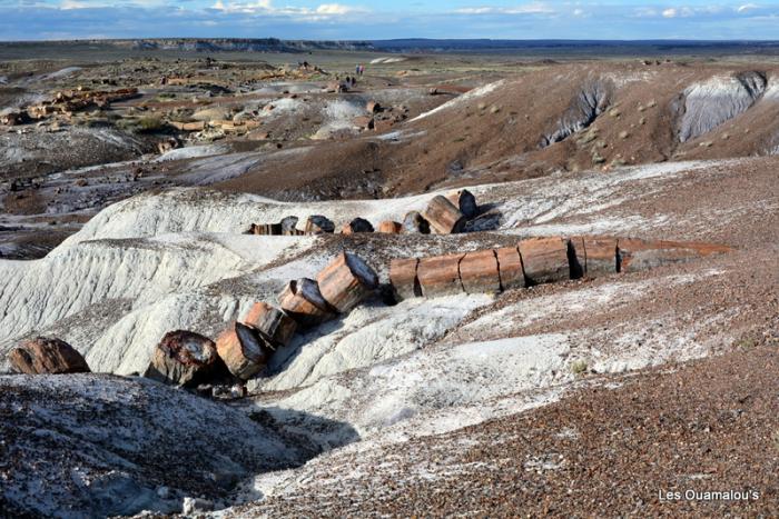 Petrified Forest