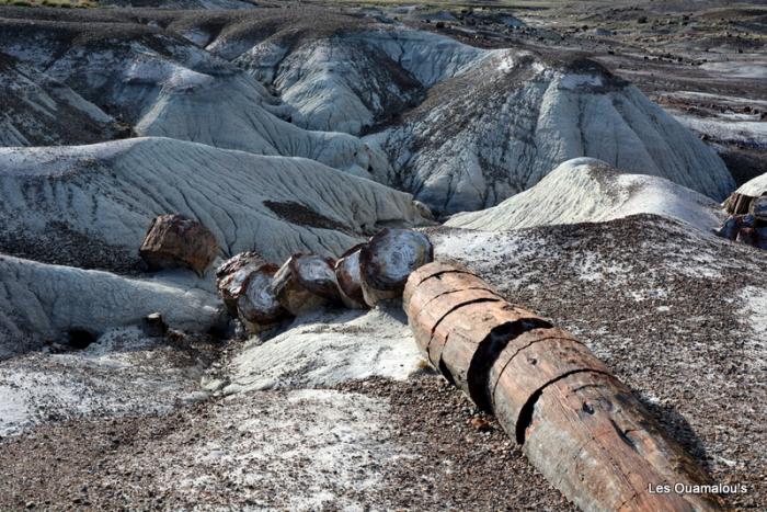 Petrified Forest