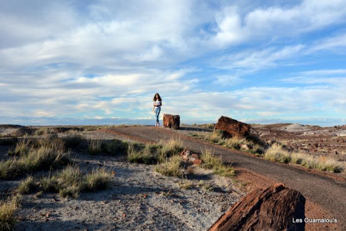 Petrified Forest