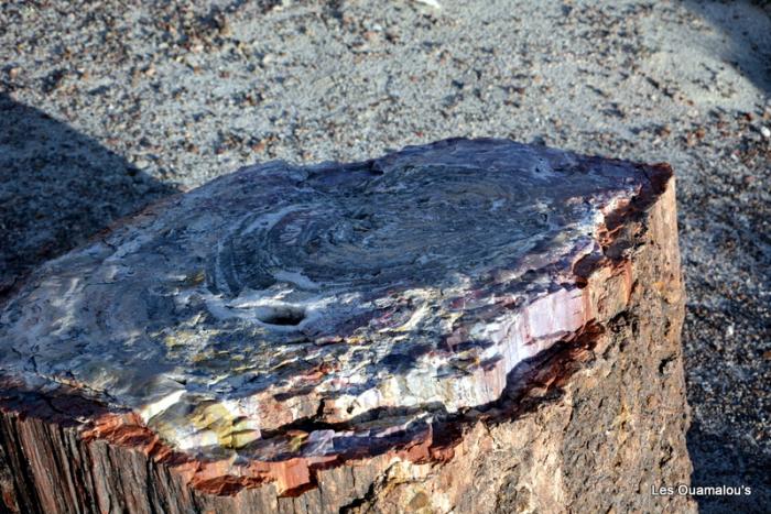 Petrified Forest