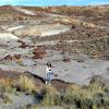 Petrified Forest