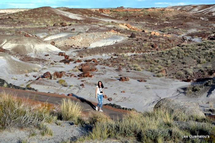 Petrified Forest