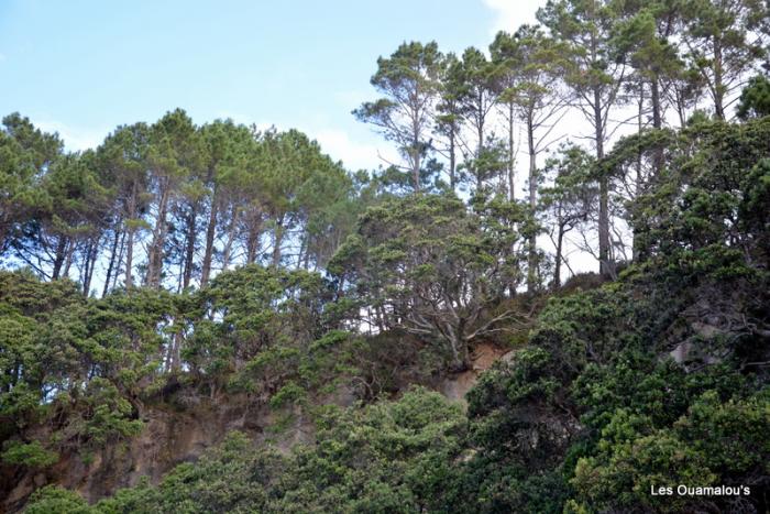 Cathedral Cove