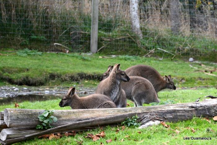 Zoo de Christchurch