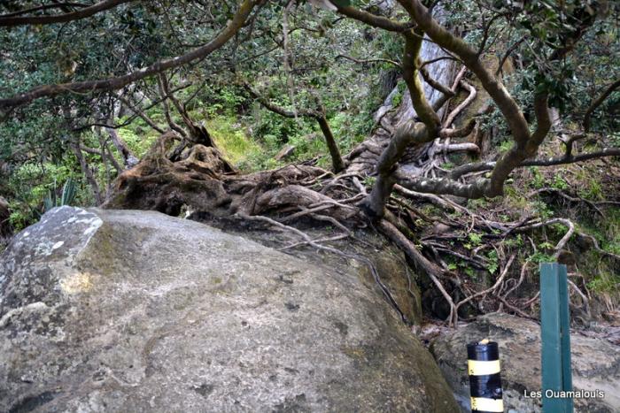 Cathedral Cove