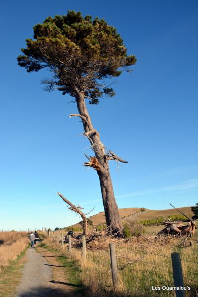 Kaikoura