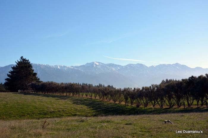 Kaikoura