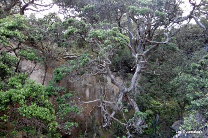 Cathedral Cove