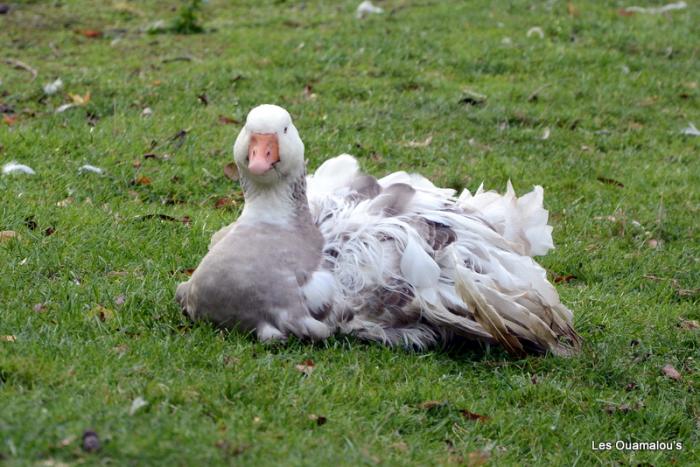 Zoo de Christchurch