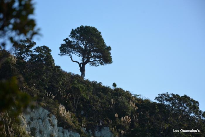 Cathedral Cove