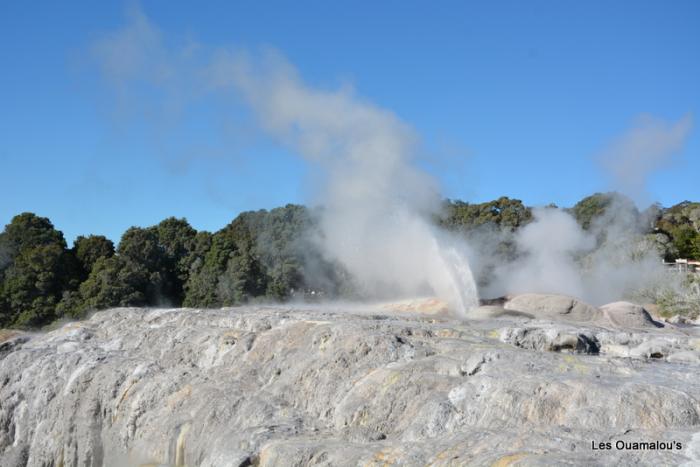 Te Puia - Pohutu