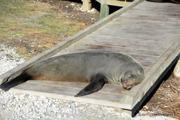 Kaikoura