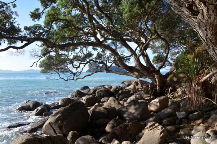 Cathedral Cove