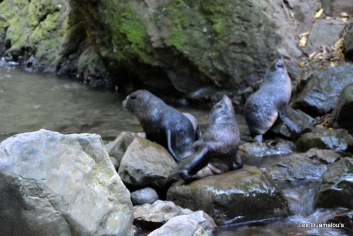 Kaikoura