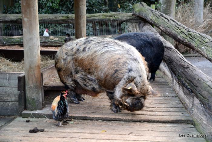 Zoo de Christchurch