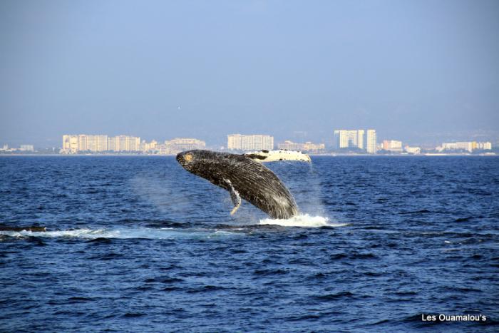 Les baleines, le dernier saut avant de rentrer ....