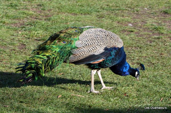 Zoo de Christchurch