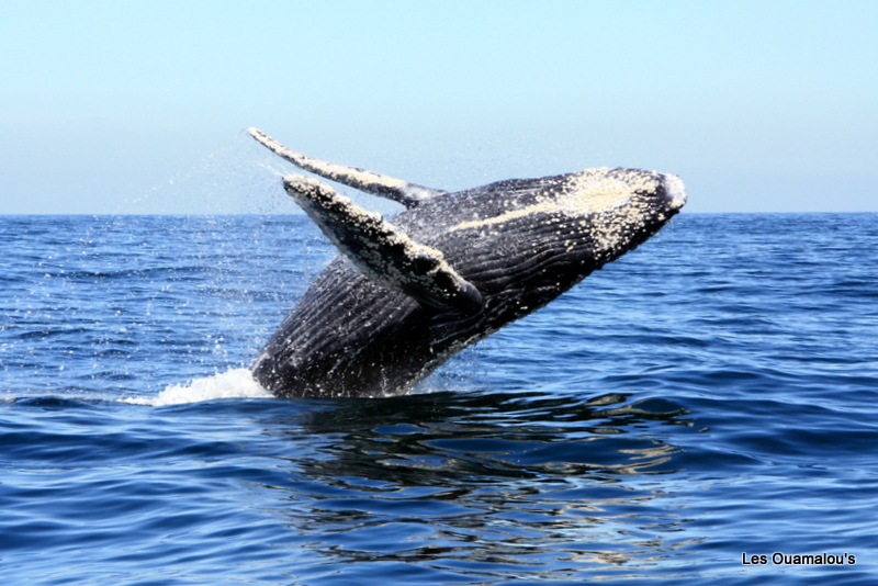 Le ballet des baleines ....